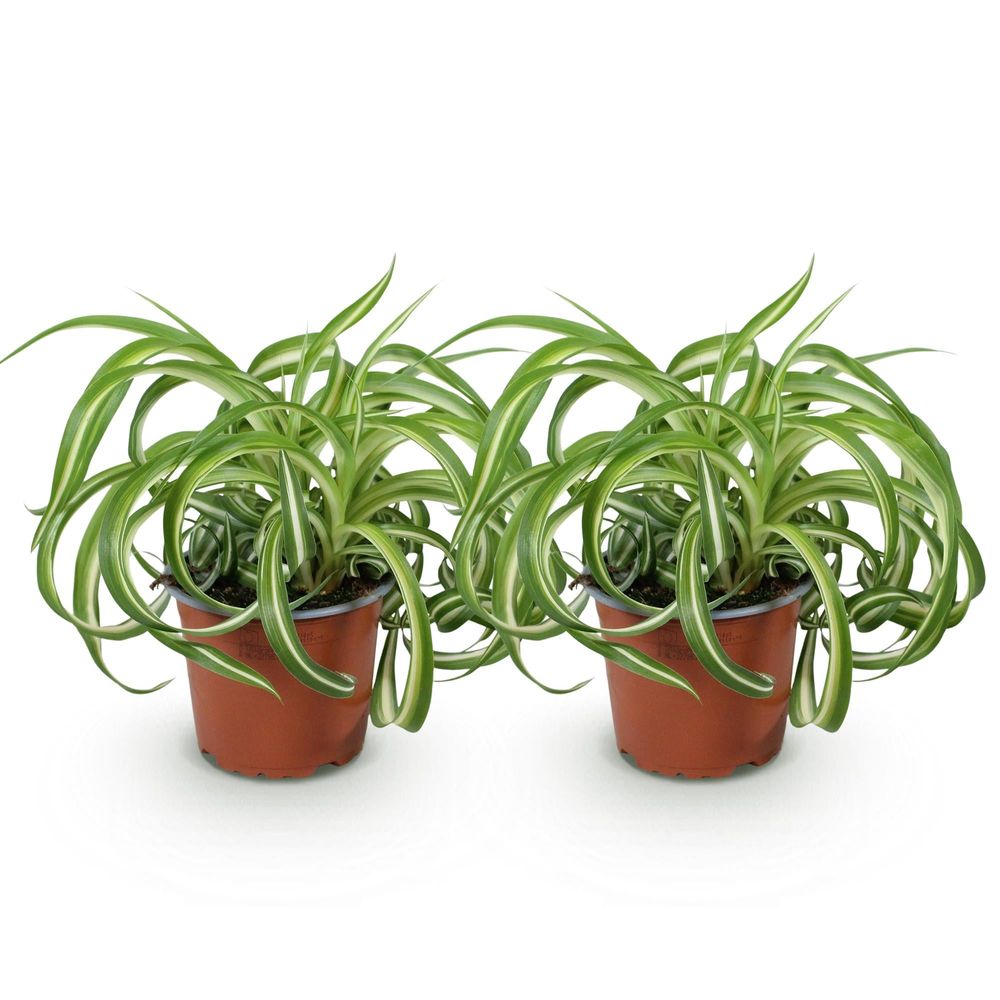 Chlorophytum comosum bonnie - pet-friendly - pot de 12cm - hauteur 20cm