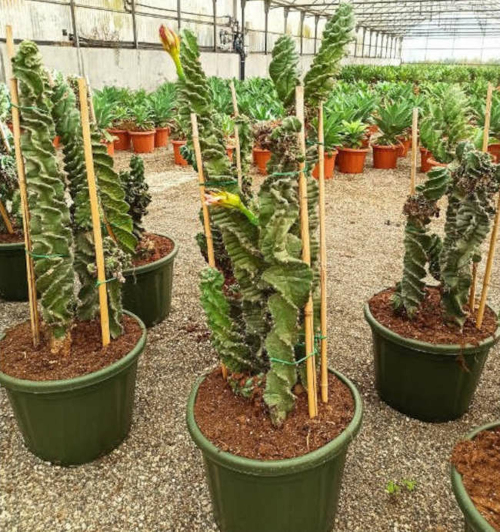 Cereus forbesii cv. Spiralisi cactus sacré spirale pot de 50l - 150/175cm