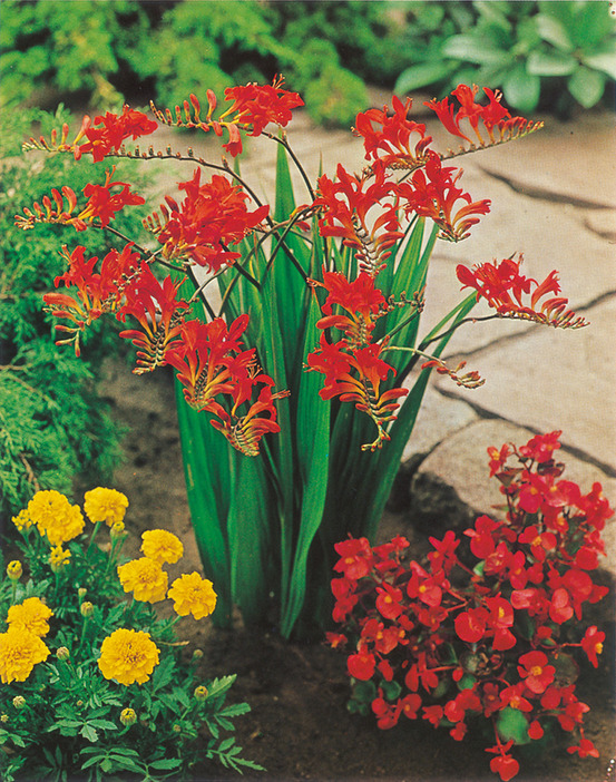Crocosmias lucifer - 20 bulbes