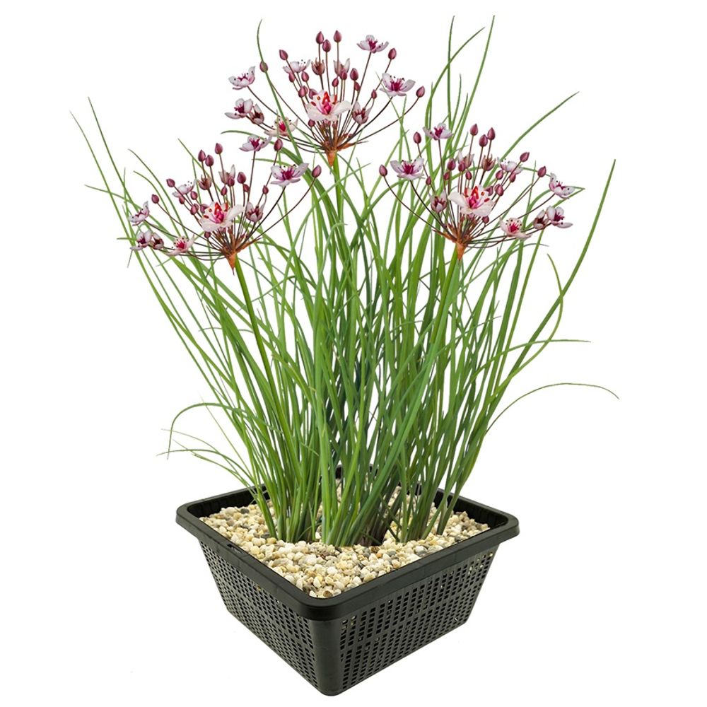Butome butomus umbellatus plante bassin - set 4 plantes avec panier substrat