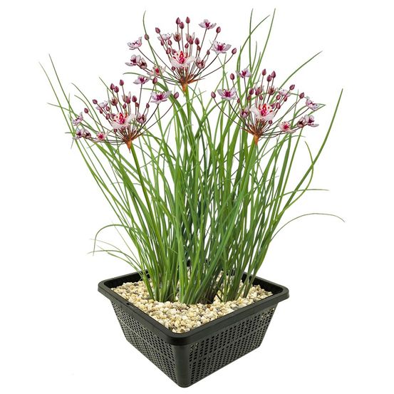 Butome butomus umbellatus plante bassin - set 4 plantes avec panier substrat