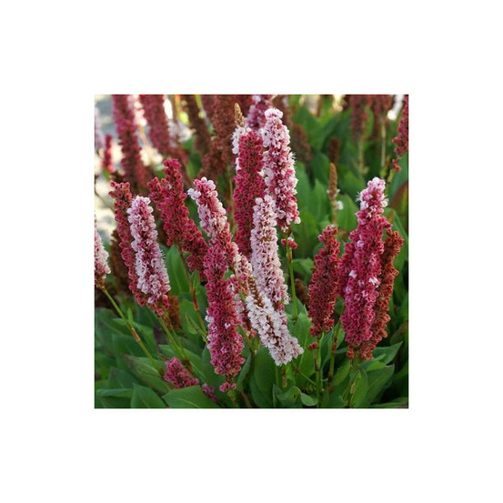 Persicaire kabouter godet - 5/20 cm