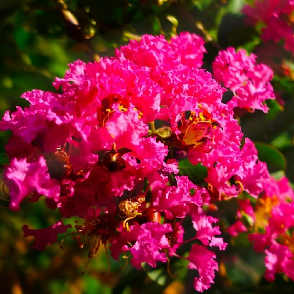 Lilas des indes 'petite orchidée' (lagerstroemia indica)