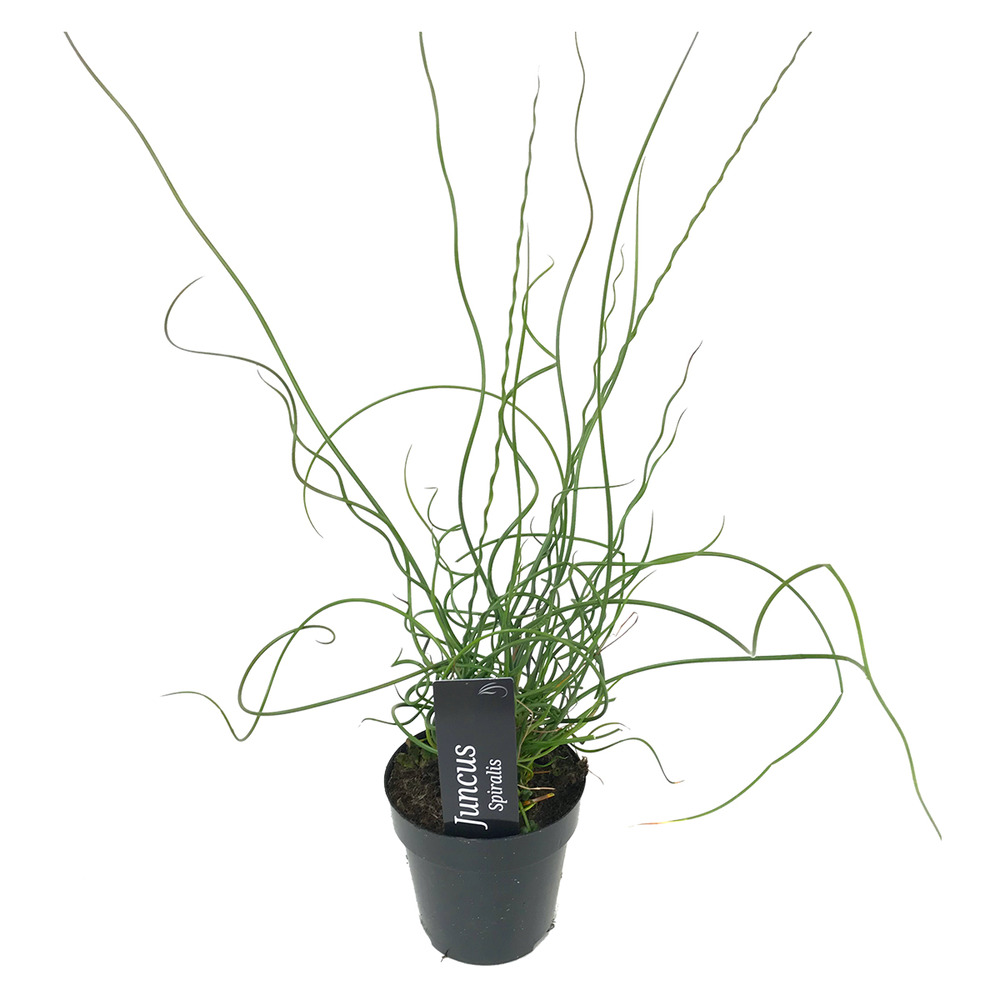 Juncus spiralis - jonc spiralé - plantes de bassin - hauteur 20-30 cm - pot 9 cm