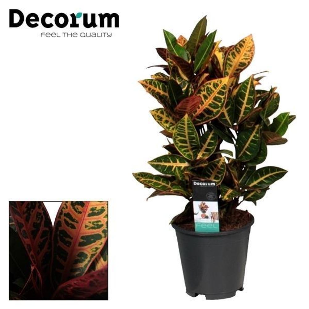 Croton petra - ø17cm - ↕55cm - plantes d'intérieur