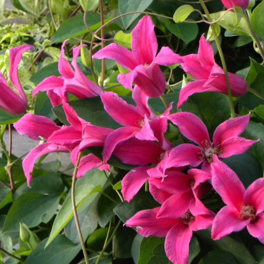 Clématite texensis etoile rose pot de 2l - tuteur bambou 60/90 cm