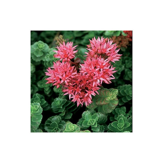 Orpin summer glory, sedum lot de 9 godets