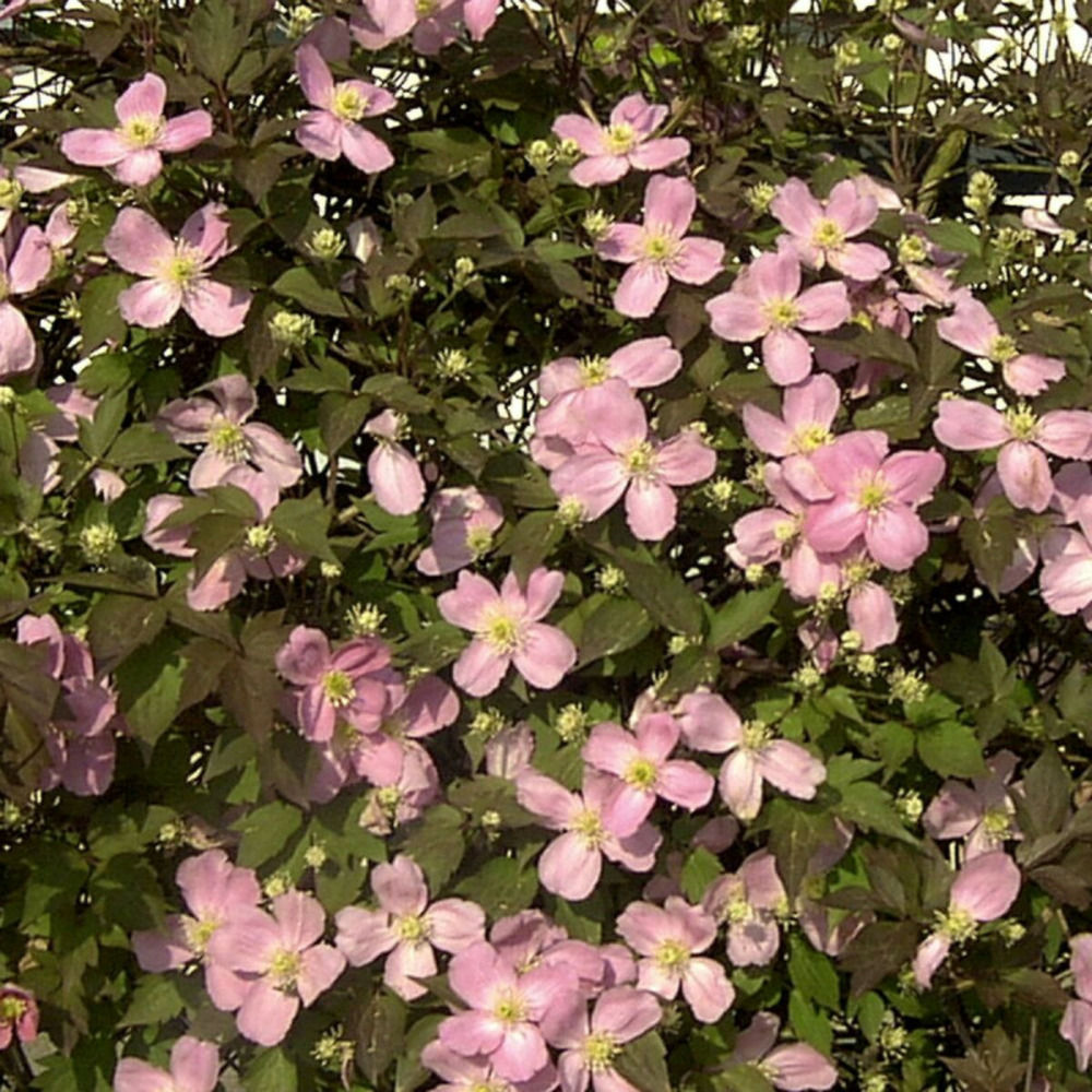 Clématite montana tetrarose godet - 5/20 cm