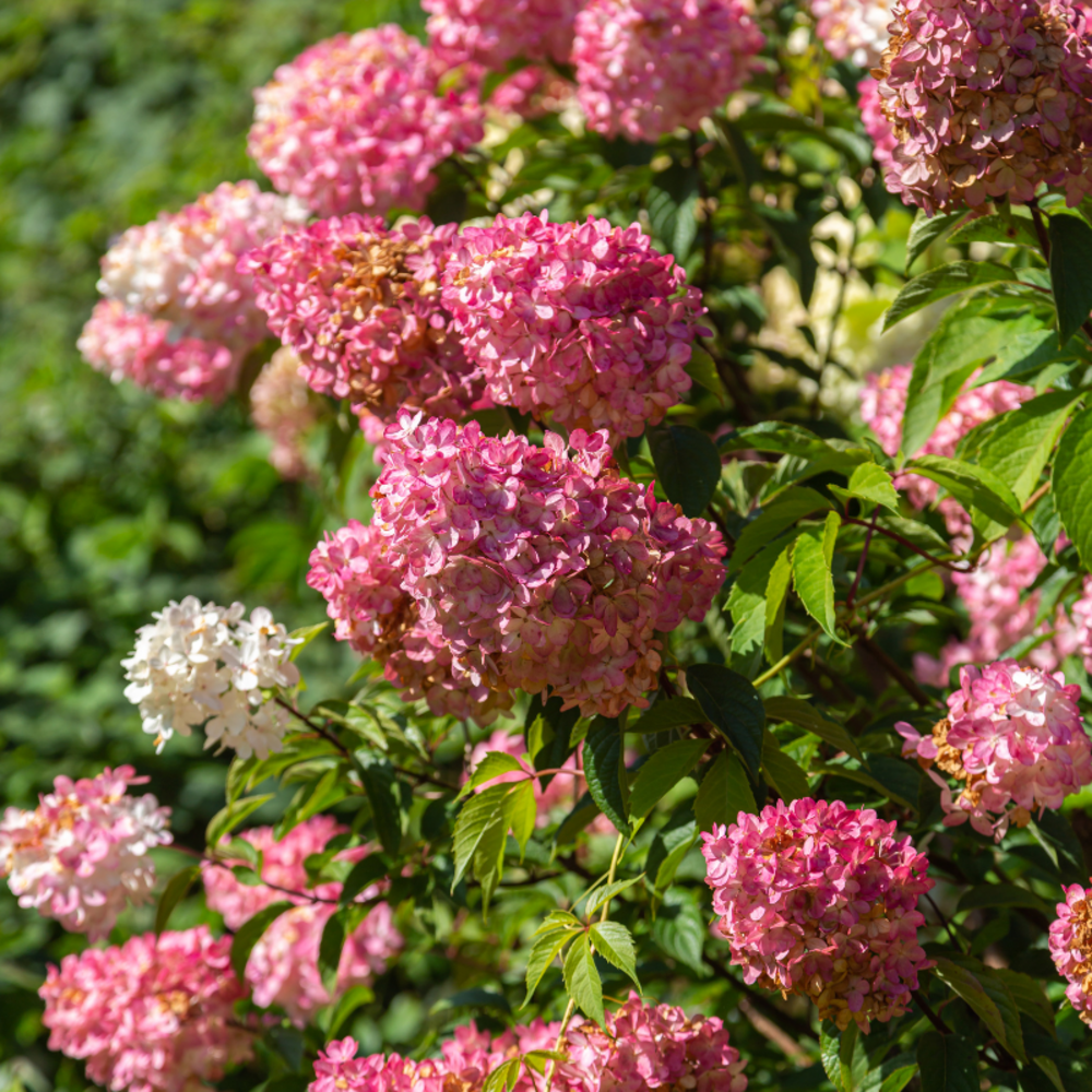 Hortensia paniculata fraise melba - hydrangea paniculata fraise melba 30/40 cm pot 3l