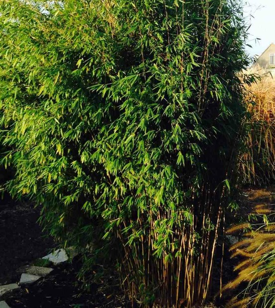 Fargesia obélisque (murielae x nitida) (bambou non traçant) pot 45 litres - 200/225cm - 14/24 cannes