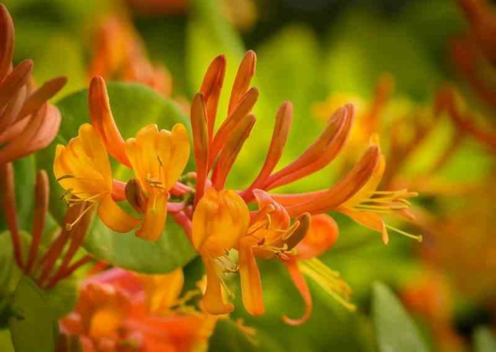 Lonicera henryi cuivre beauté (chèvrefeuille) pot de 2 litres - 30/50 cm -orange