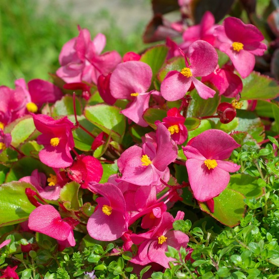 Bégonia semperflorens rose - le pot / ø 10,5cm