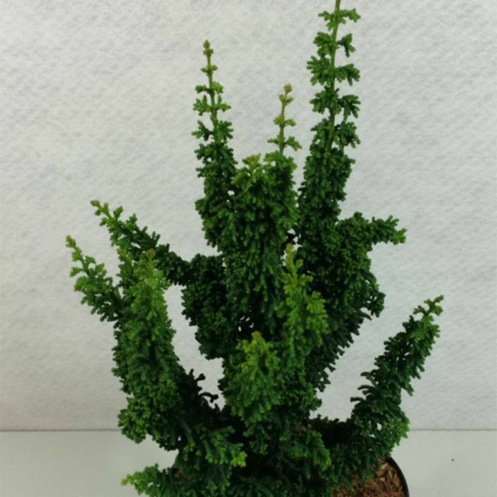 Cyprès hinoki du japon 'chirimen' pot de 2l/3l