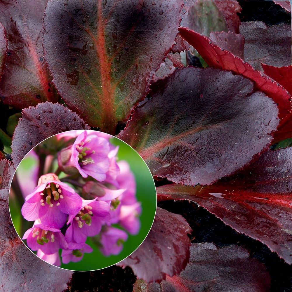 Bergénia 'eden's dark margin' godet de 8/9 cm