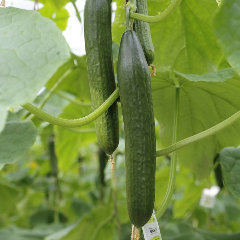 Graines de cornichon fin de meaux - vilmorin sachet