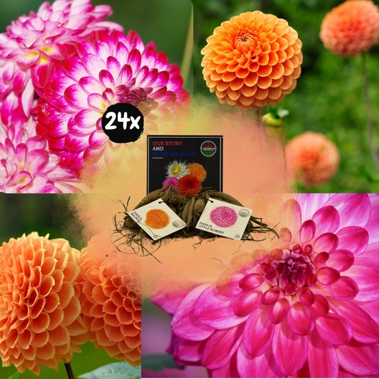 Dahlia bulbes - mix pompon splash, dahlia little robert & dahlia ralphie, 24 pièces