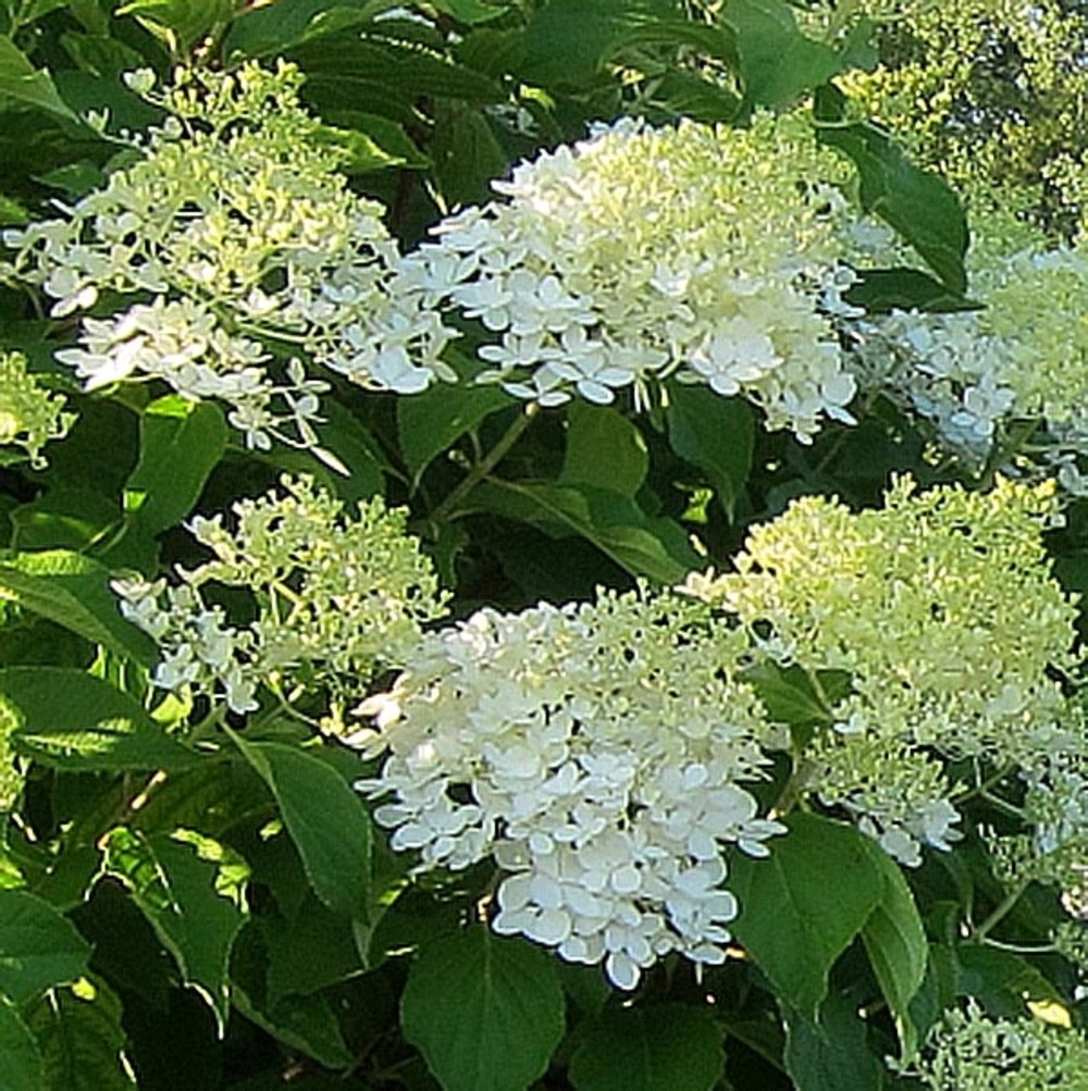 Hortensia paniculé 'bombshell'® pot de 2l/3l