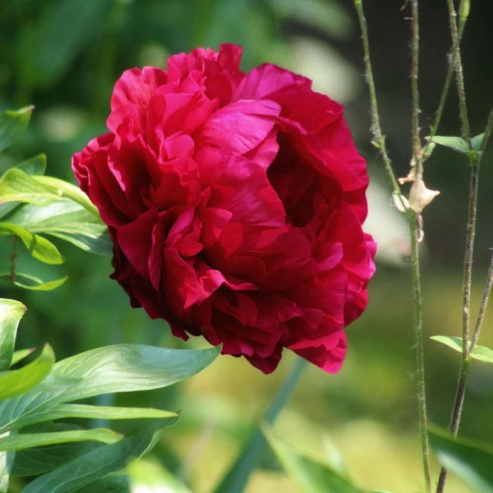 Pivoine herbacée karl rosenfield pot de 2 litres