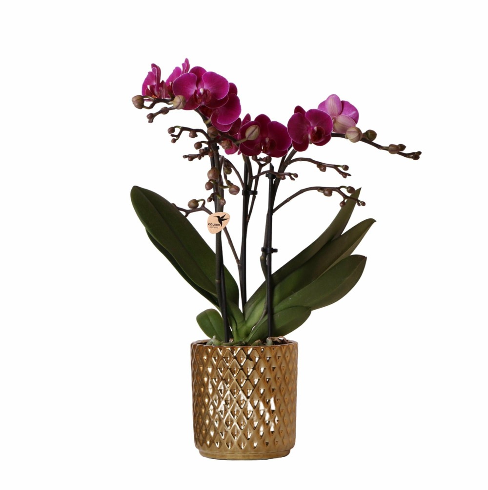 Orchidée morelia violette et son pot brillant - hauteur 35cm