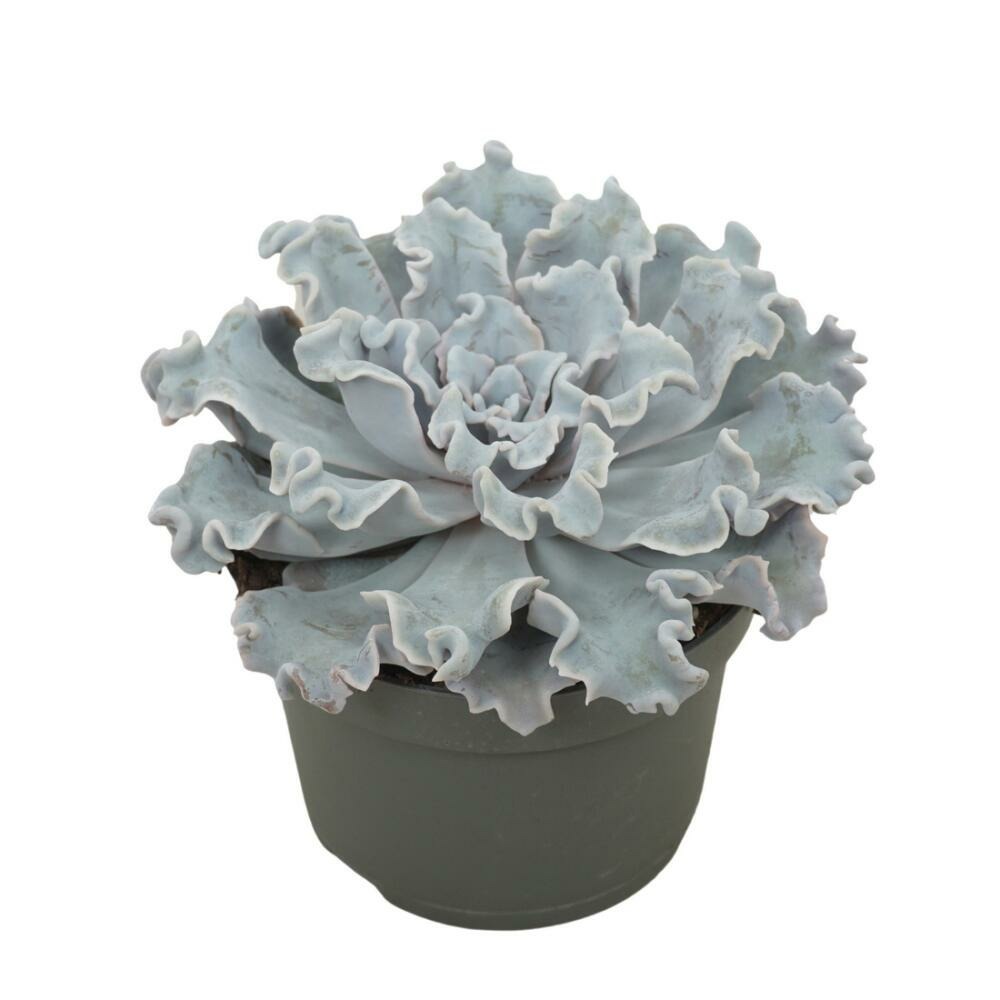 Echeveria crispy beauty succulente facile d'entretien pot 12cm