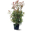 Photinia red robin - plantes de haies - ↕ 100-120 cm - ⌀ 22 cm - plante d'extérieur
