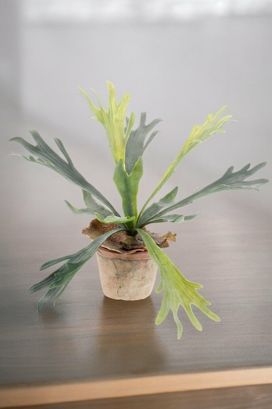 Platycerium plante artificielle - h33cm, ø15cm