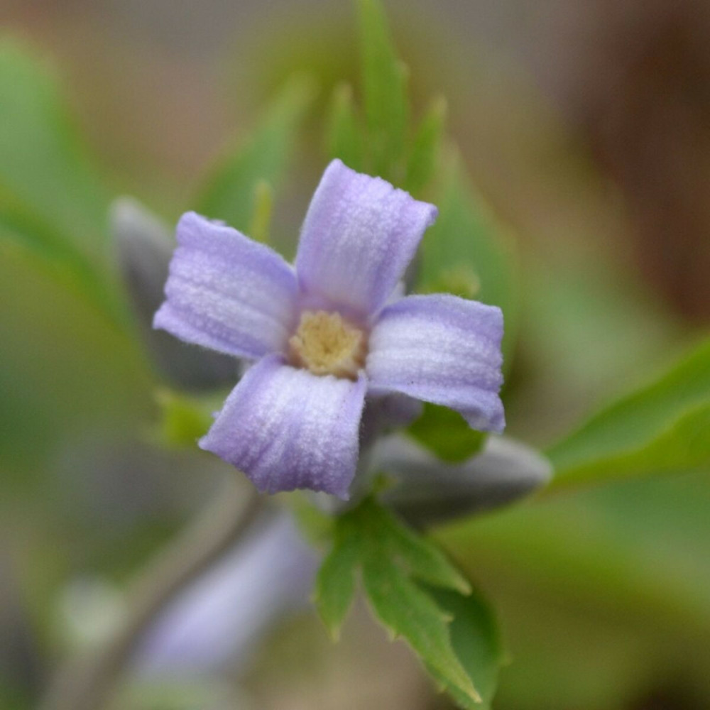 Clématite heracleifolia côte d'azur godet - 5/20 cm