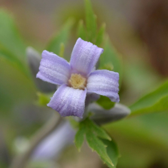 Clématite heracleifolia côte d'azur godet - 5/20 cm