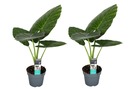 Alocasia odora - set de 2 - magnifique plante d'intérieur verte - pot 17cm - hauteur 55-75cm