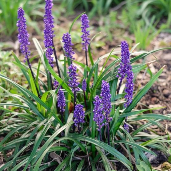 Liriope muscari royal purple lot de 3 godets