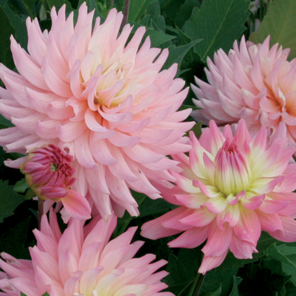 Dahlia nain double 'melody gipsy' bulbe calibre i