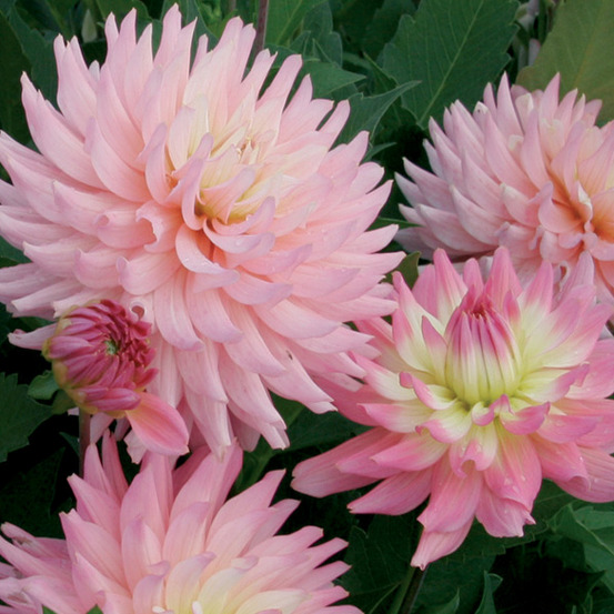Dahlia nain double 'melody gipsy' bulbe calibre i