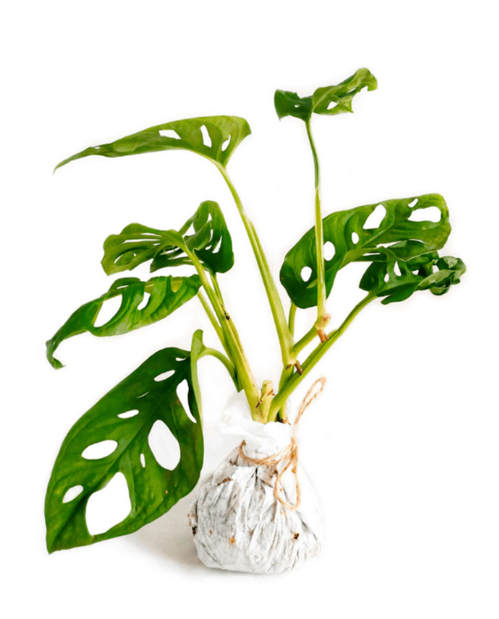 Monstera adansonii - monkey leaf small d. 9cm h. 25cm - plante d'intérieur