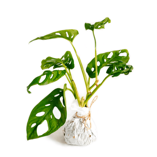 Monstera adansonii - monkey leaf small d. 9cm h. 25cm - plante d'intérieur