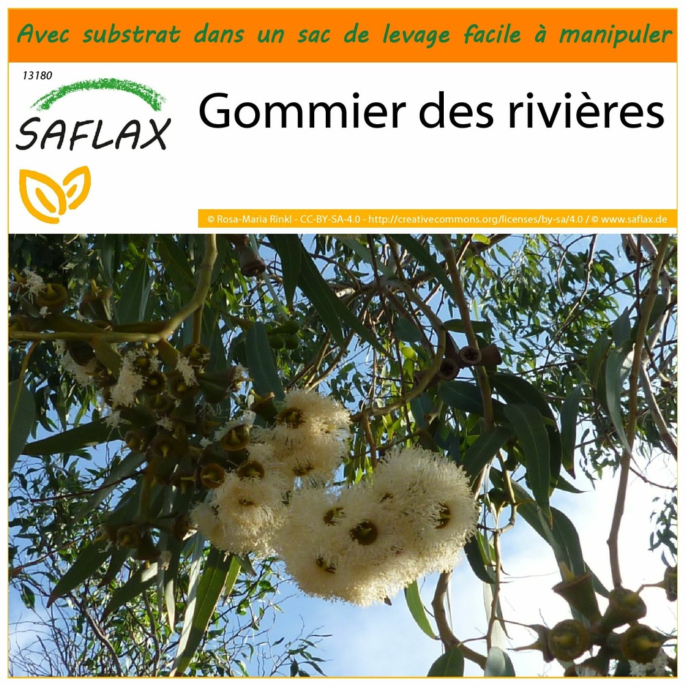 Garden in the bag - gommier des rivières - 200 graines - eucalyptus camaldulensis
