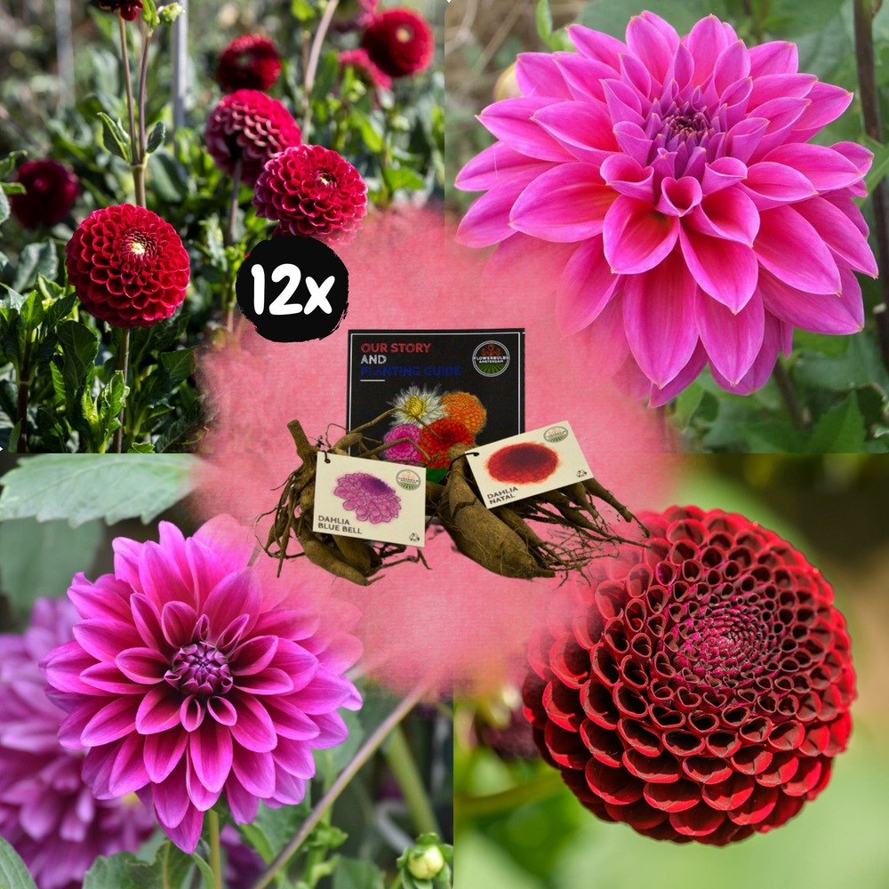 Dahlia - coffret mix 24 bulbes dahlia gerard's darlings, natal & blue bell