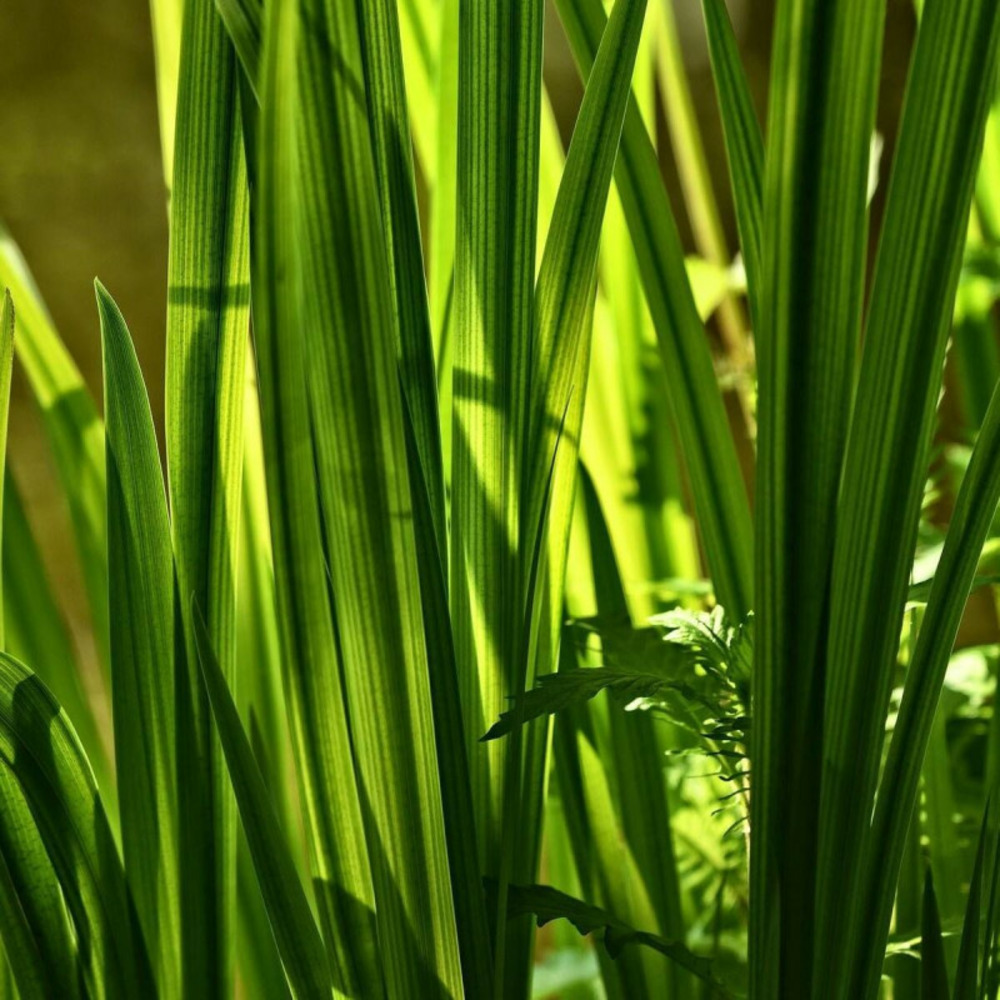 Acore odorant calamus godet - 5/20 cm