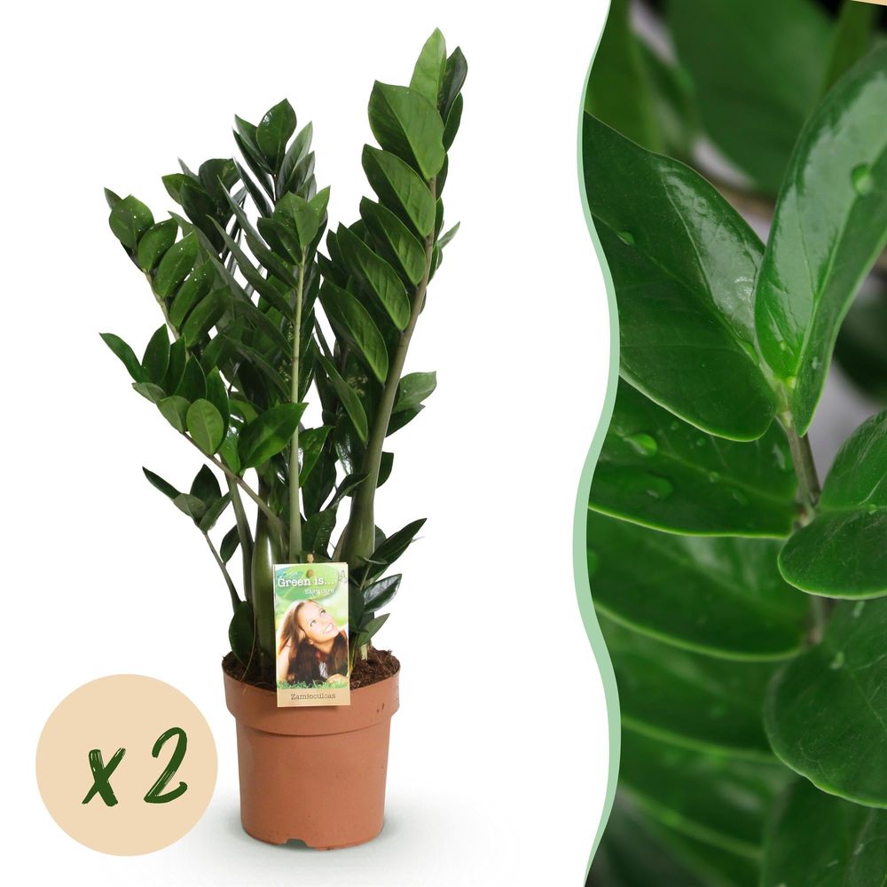 Zamioculcas - plante zz - lot de 2 plantes - pot de 17cm - hauteur 65-75cm