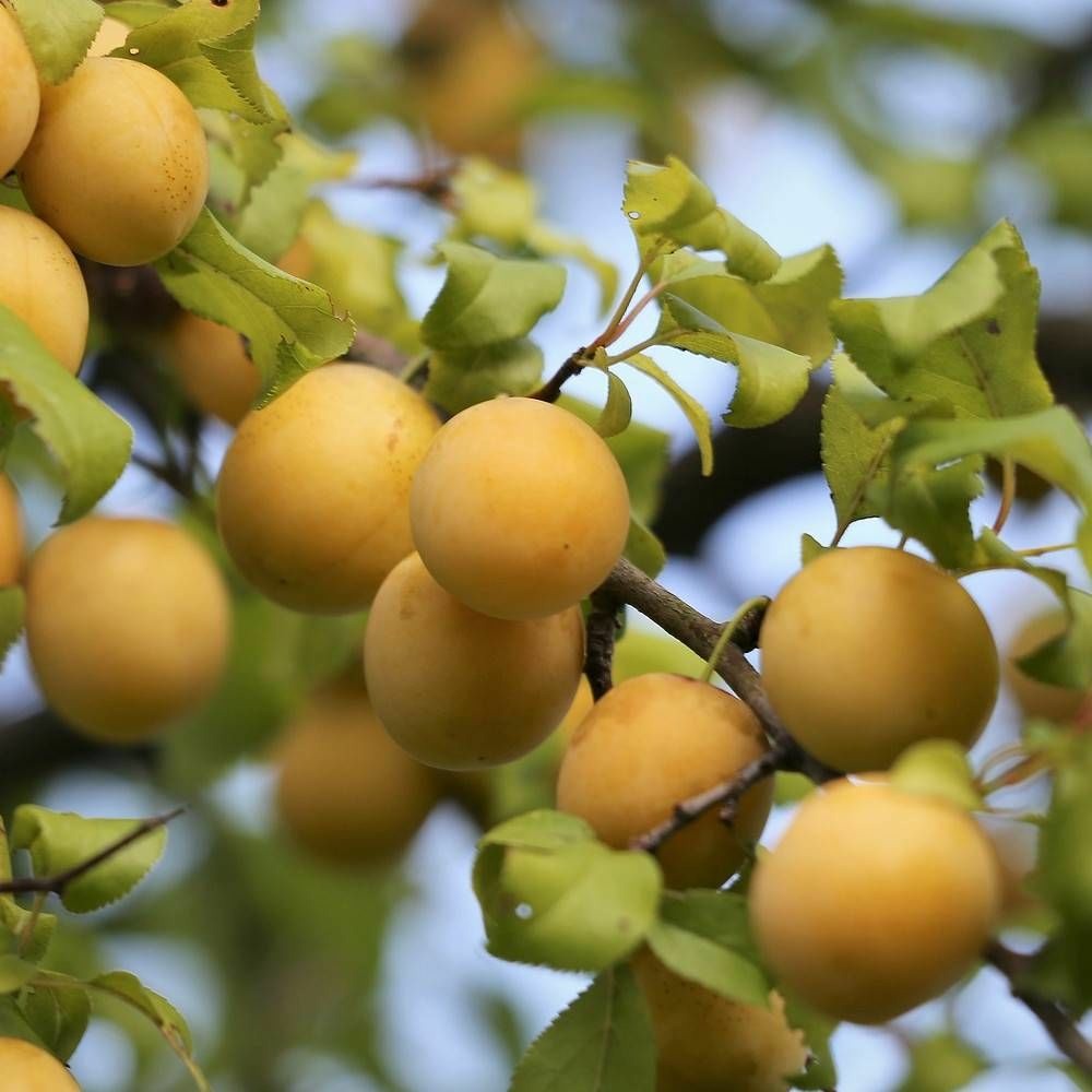 Prunier nain reinegold® pot de 10 l - 1/4 tige