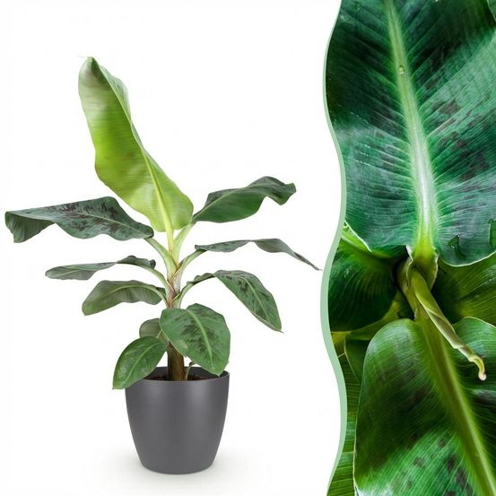 Musa acuminata nain cavendisch - plante de banane - h70 cm