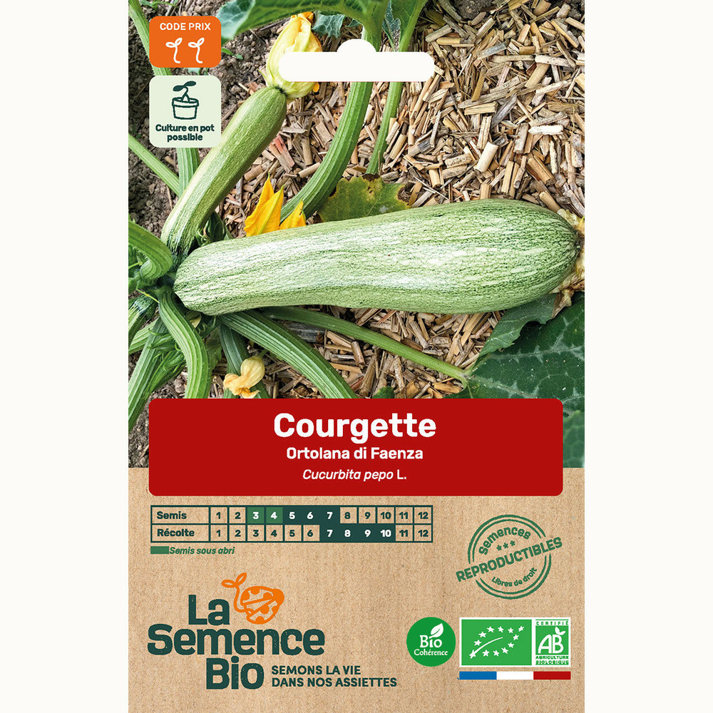 Courgette ortolana di faenza - graines bio