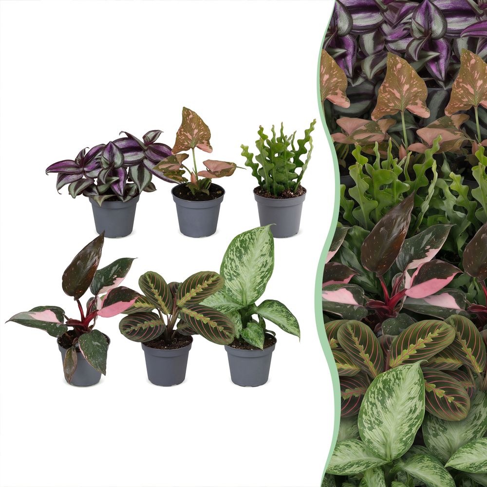 Baby plantes surprise - lot de 6 mini plantes tropicales - h 5-15 cm, pot ø6 cm