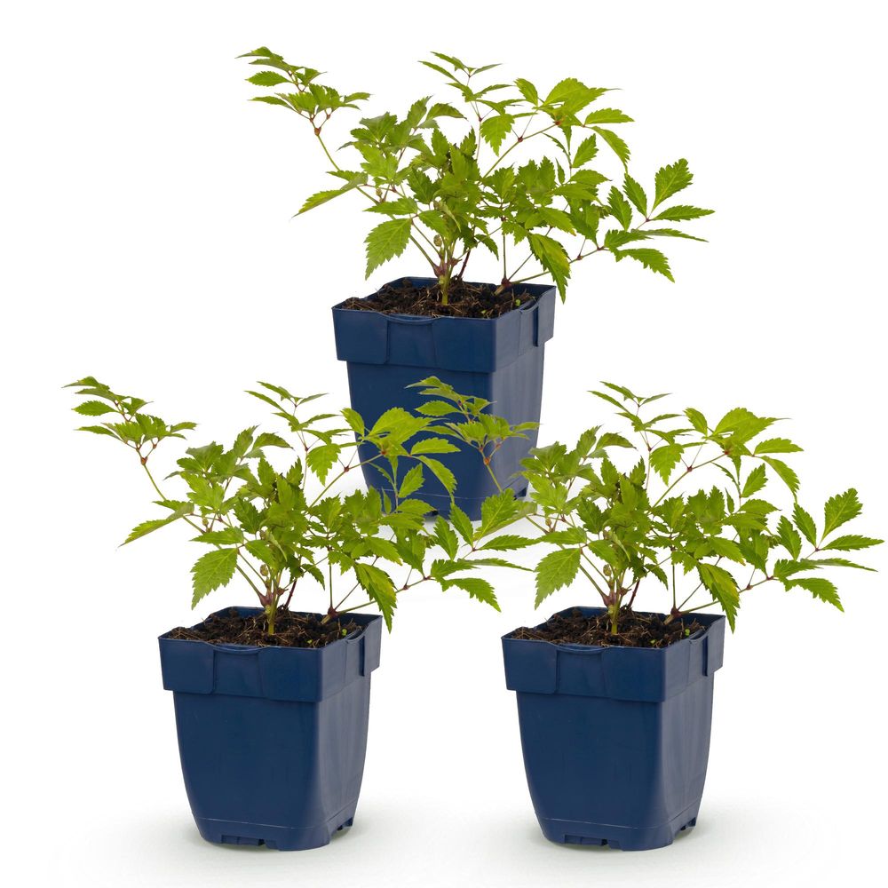 Astilbe - lot de 3 - pot 11 cm - hauteur 25 cm