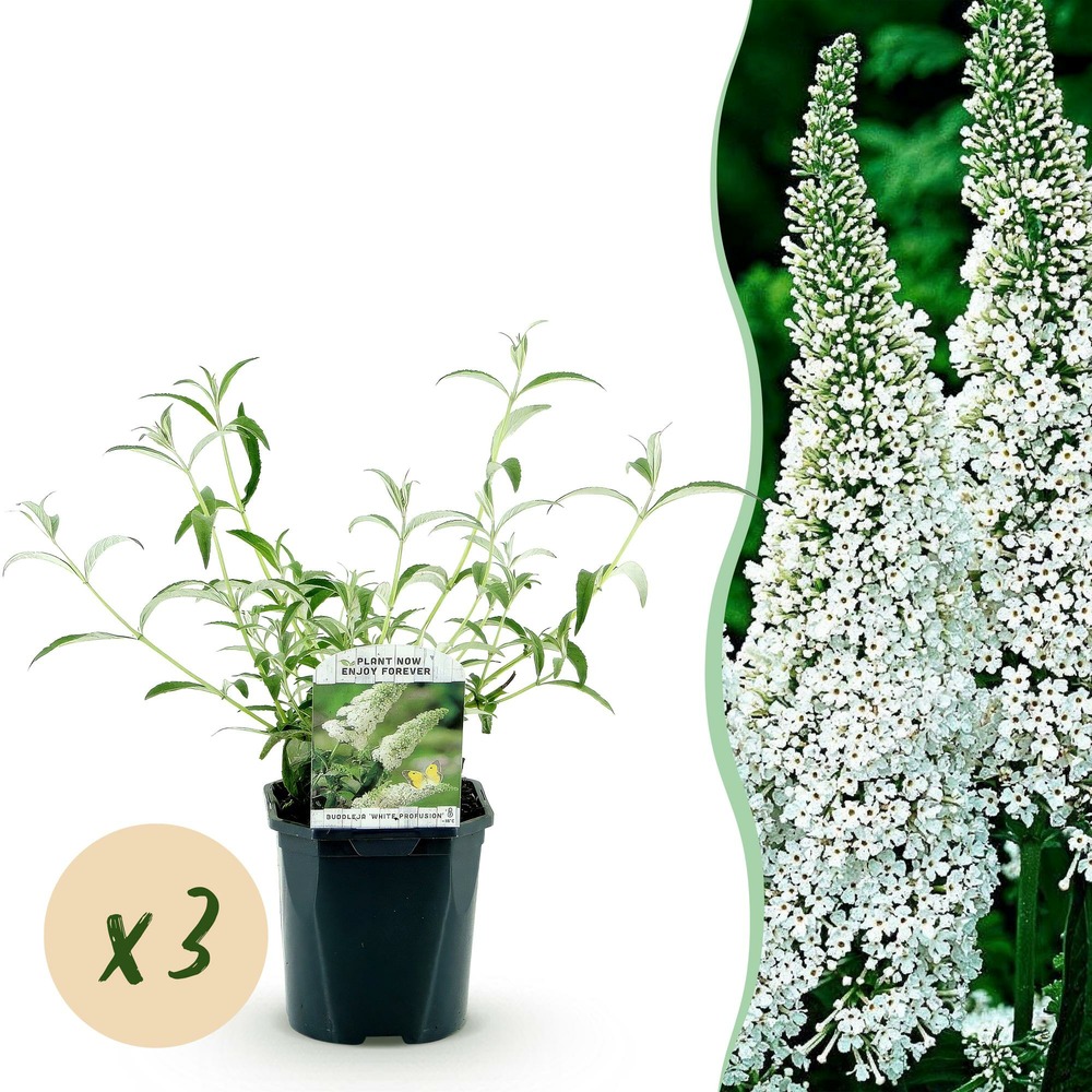 Arbre aux papillons 'white profusion' - lot de 3 - pot 17 cm - hauteur 25 cm