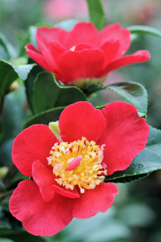 Camélia 'sylvia' - en pot de 1 litre