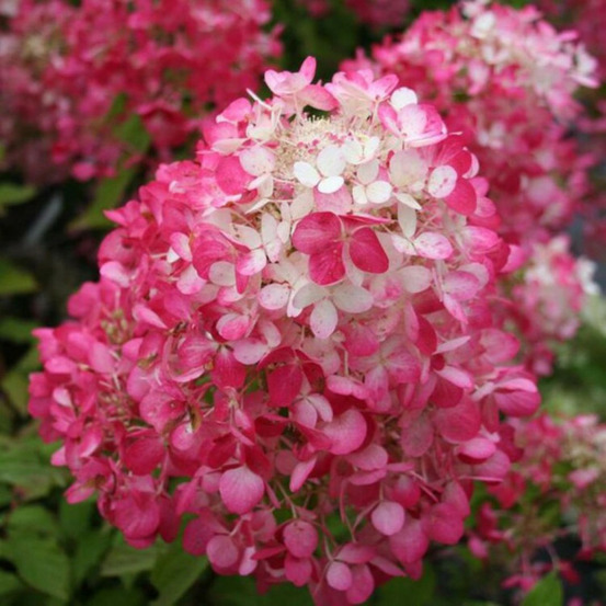Hortensia paniculata diamant rouge - hydrangea paniculata diamant rouge 30/40 cm pot 3l