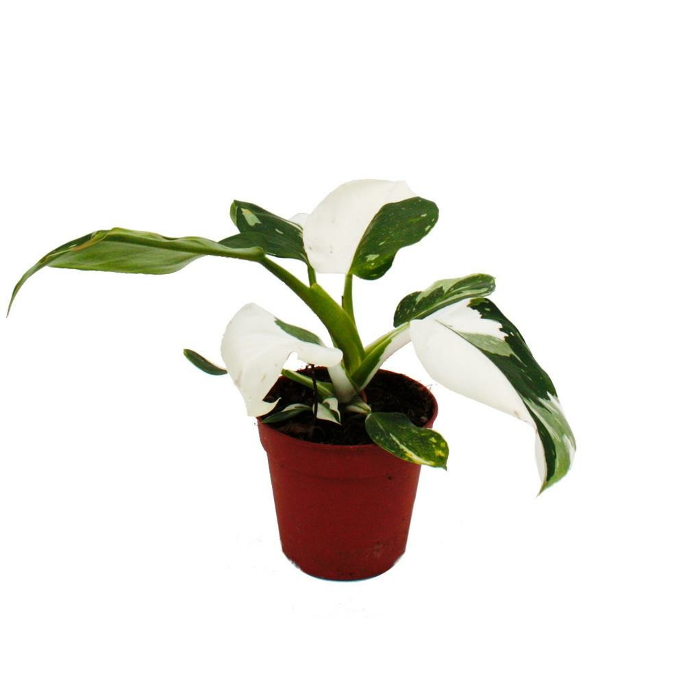 Philodendron white princess - ami des arbres blanc-vert - pot 12cm