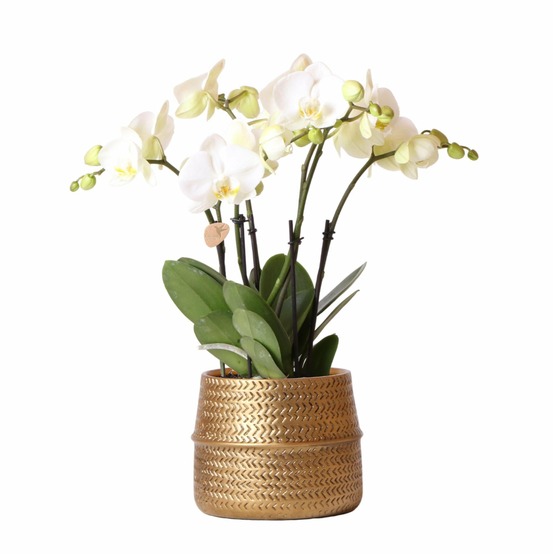 Orchidée amabilis blanche et son pot doré d12 - hauteur 35cm