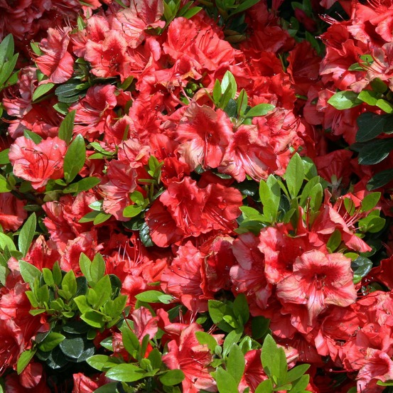 Azalée japonaise 'girard's scarlet' pot de 2l/3l