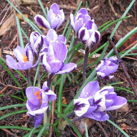 Crocus minimus bulbe calibre 5+, calibre 5 + (par 5)